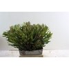 Leucad High Light 50cm