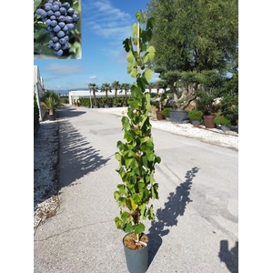 Vitis vinifera