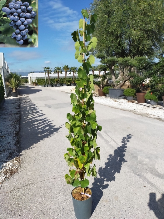 <h4>Vitis vinifera</h4>