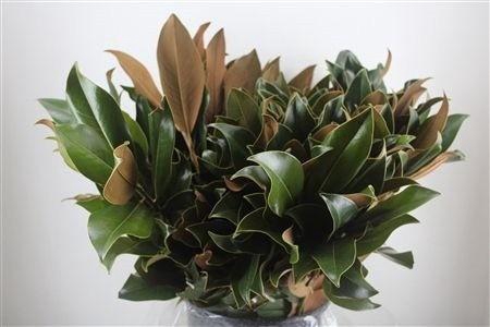 <h4>DECOGROEN OV BS</h4>