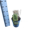 Panicum virgatum
