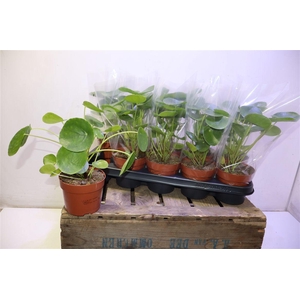 Pilea Peperomioides