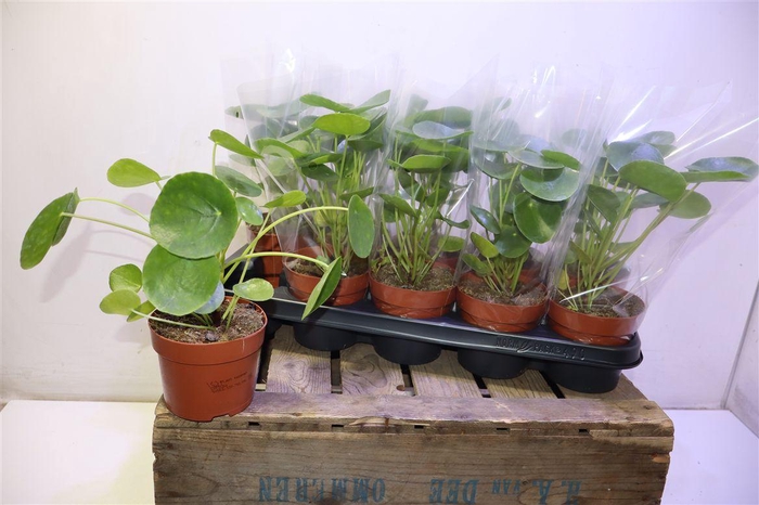 <h4>Pilea Peperomioides</h4>