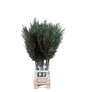 Cortaderia Opgetrokken Olive Groen Stem