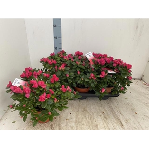 RHODO SI NORDL VOGEL