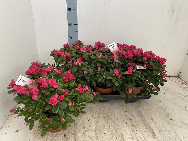 <h4>RHODO SI NORDL VOGEL</h4>