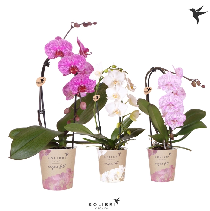 Phalaenopsis  'Elegant Cascade'