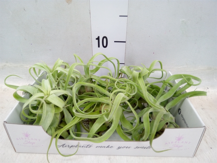 <h4>Tillandsia</h4>