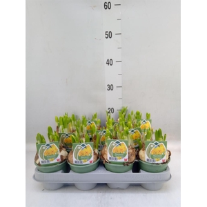 Narcissus DU 'Tete Boucle'