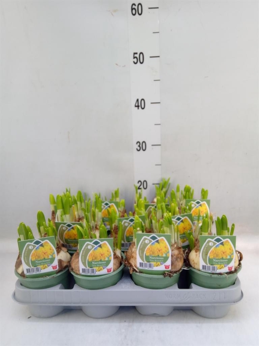 <h4>Narcissus DU 'Tete Boucle'</h4>