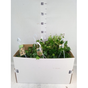 Hedera helix 'Pittsburgh'