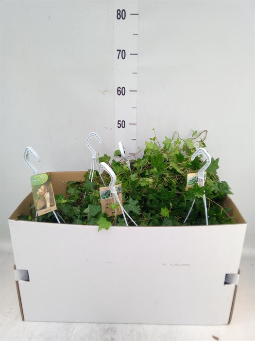 <h4>Hedera helix 'Pittsburgh'</h4>