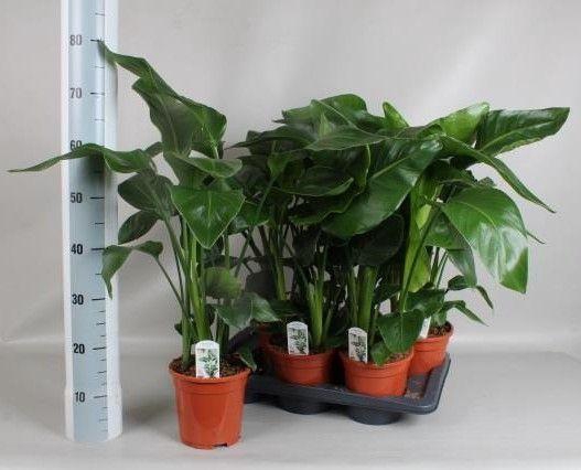 <h4>STRELITZIA NICOLAI</h4>