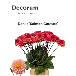 Decorum Dahlia 'salmon Couture' 996