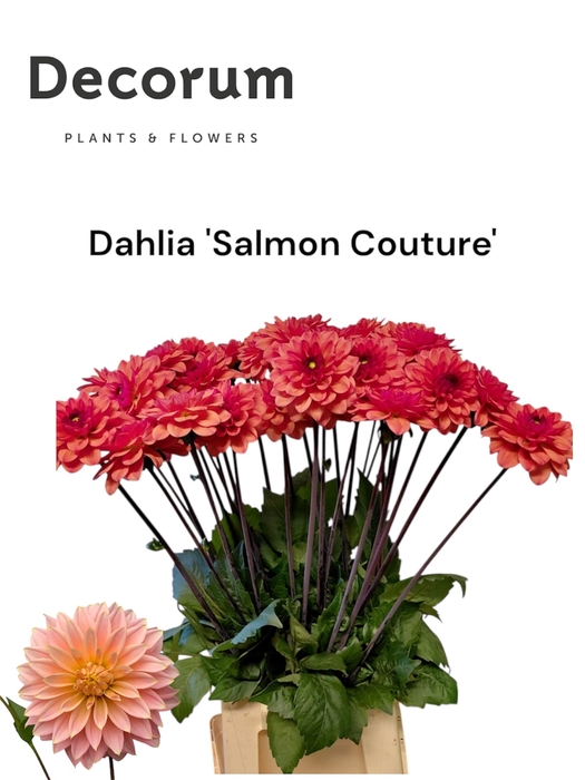 <h4>Decorum Dahlia 'salmon Couture' 996</h4>