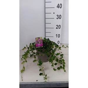 Vinca minor 'Atropurpurea'