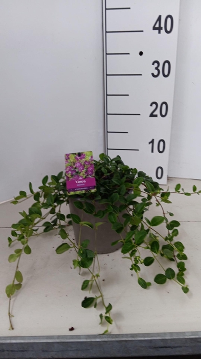 <h4>Vinca minor 'Atropurpurea'</h4>