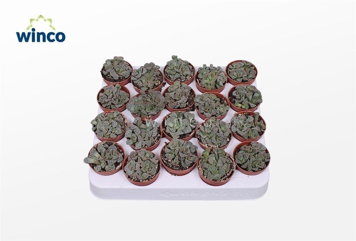 <h4>Titanopsis Calcarea</h4>