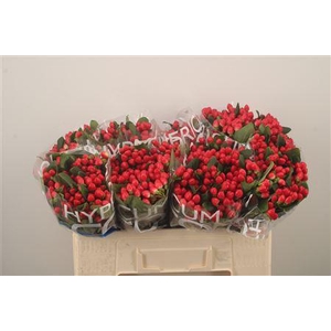 Hyp Coco Diablo Red Spray