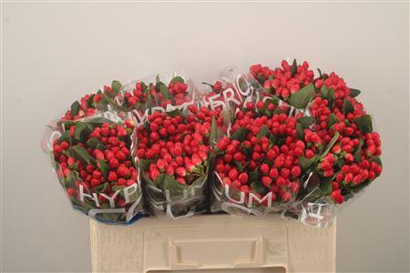 <h4>Hyp Coco Diablo Red Spray</h4>