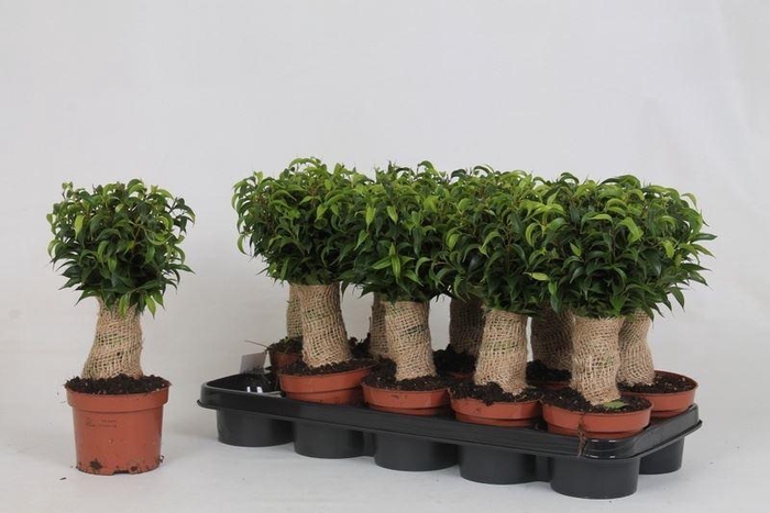 <h4>Ficus benj. Natasja</h4>
