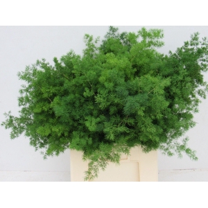 Asparagus Umbrellatus