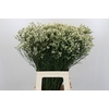 Limonium Pinna Colada