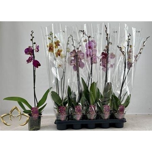 ** Phal Gem 1 Branche 10+ * Spring Deal *