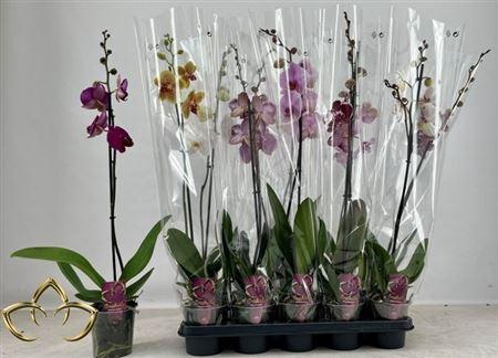 <h4>** Phal Gem 1 Branche 10+ * Spring Deal *</h4>
