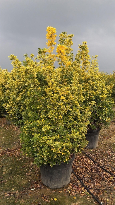 <h4>EUONYMUS JAPONICUS</h4>