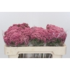 Ozothamnus Booming Pink