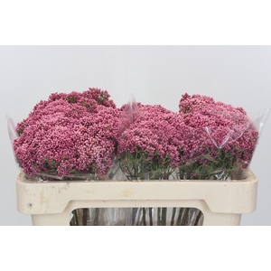 Ozothamnus Booming Pink