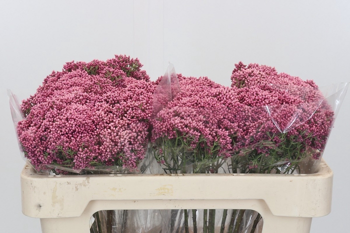 <h4>Ozothamnus Booming Pink</h4>