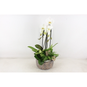 arr2 PL - Ker. mave pot Phal cascade