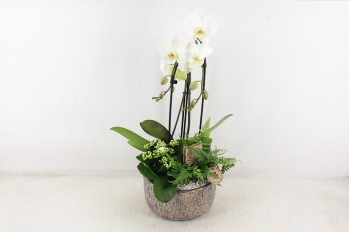 <h4>arr2 PL - Ker. mave pot Phal cascade</h4>