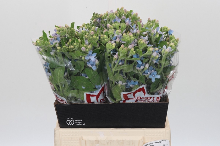 <h4>Oxypetalum Tweedia Blue</h4>