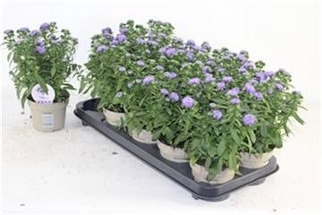 <h4>ASTE SHOWM BLUE BAYO</h4>