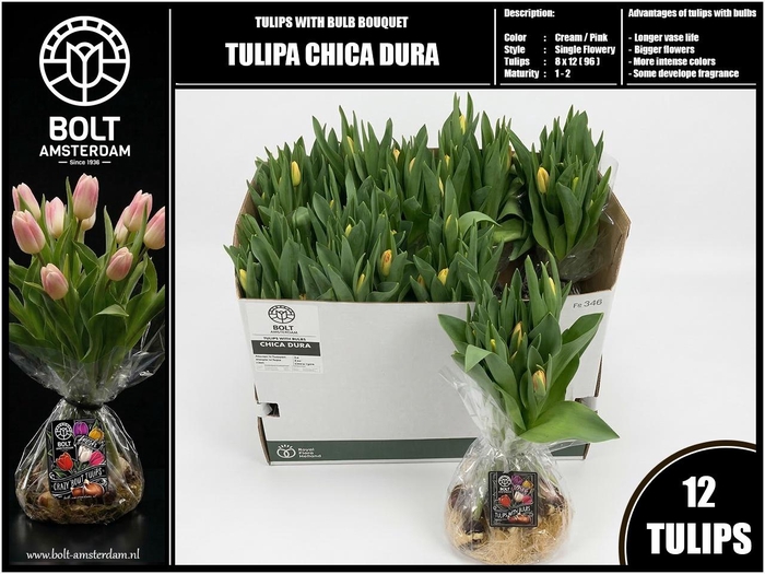 <h4>TU EN CHICA DURA</h4>