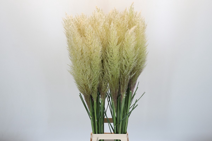 <h4>Cortaderia Selloana Evita</h4>