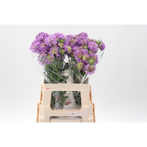 Scab At Bb Scoop Ube