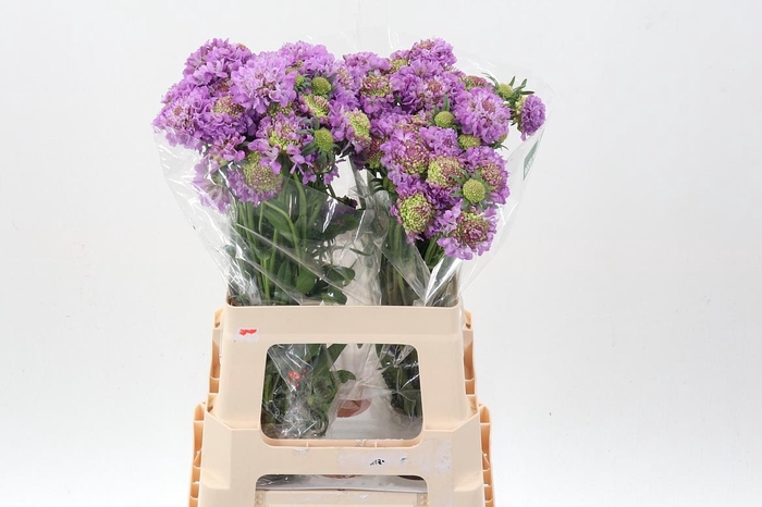 <h4>Scab At Bb Scoop Ube</h4>