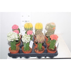 Cactus Gem Brasil Geent