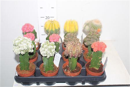 <h4>Cactus Gem Brasil Geent</h4>