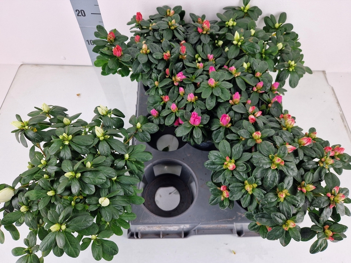 <h4>RHODO SI GEM</h4>