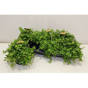 Pep Rotundifolia