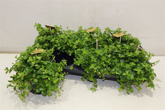 <h4>Pep Rotundifolia</h4>