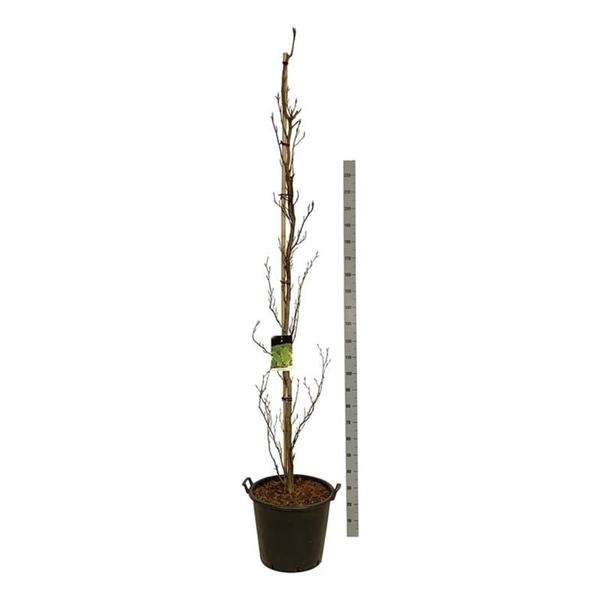 <h4>Fagus syl. 'Dawyck'</h4>