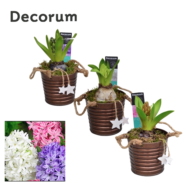 <h4>Arrangementen Hyacinthus 6%</h4>