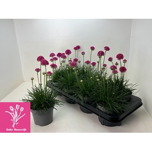 ARME MAR ARMADA ROSE