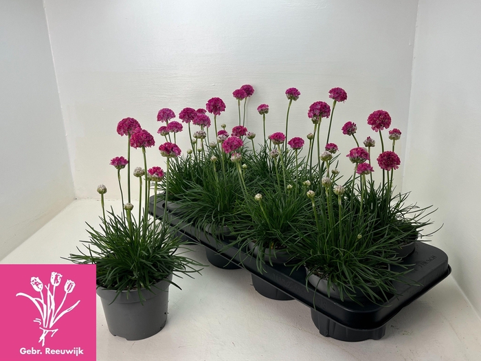 <h4>ARME MAR ARMADA ROSE</h4>